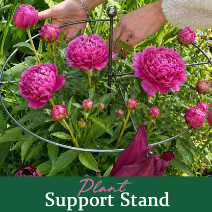 🌬️ Wind, rain, heavy heads – your flowers won't budge with this metal frame! 💪🌷
