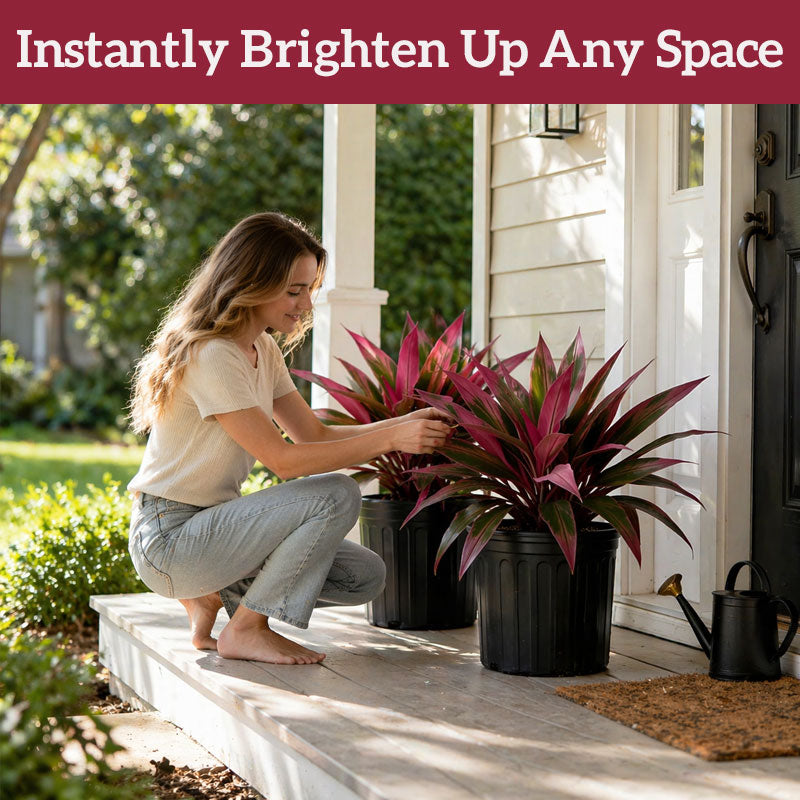 🌹Artificial Dracaena fragrans🌿